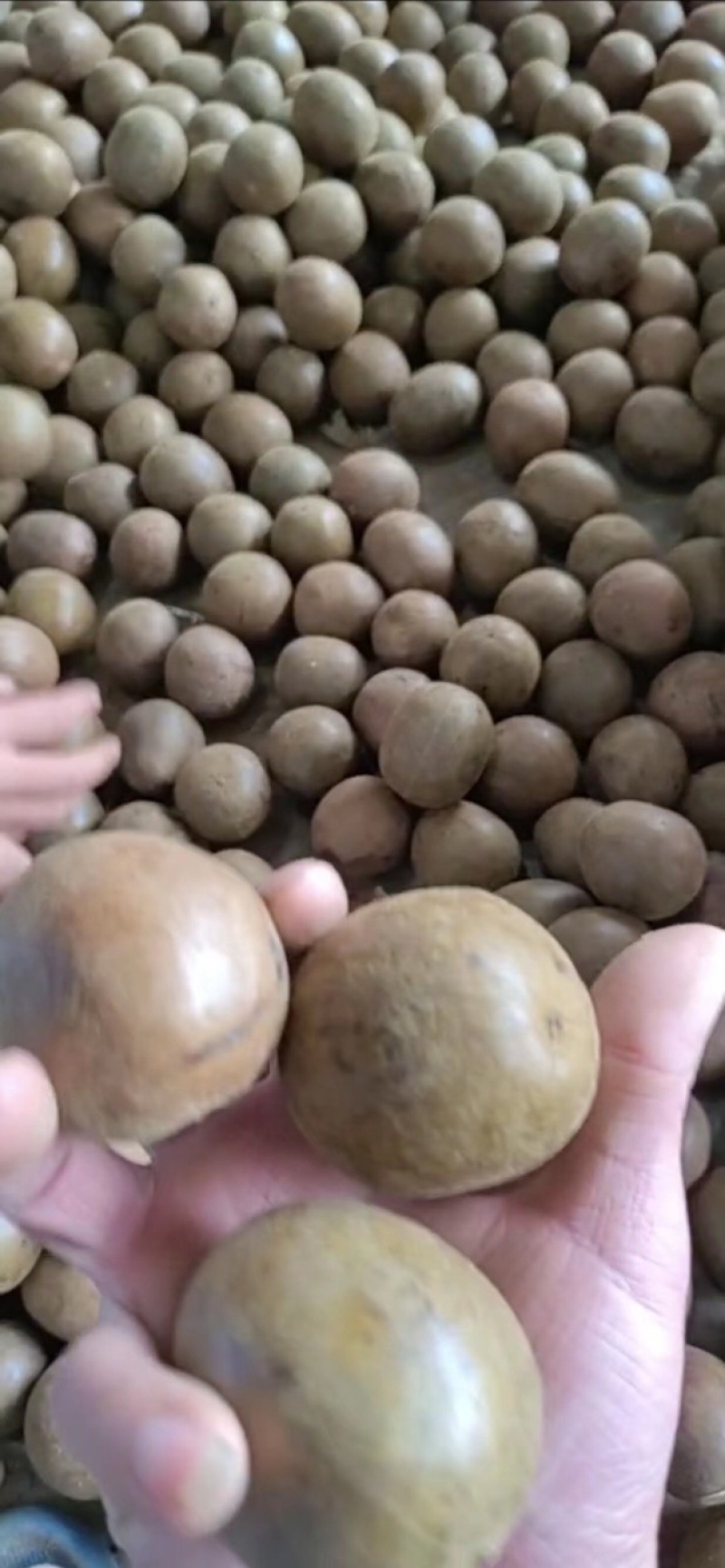 罗汉果干果批发