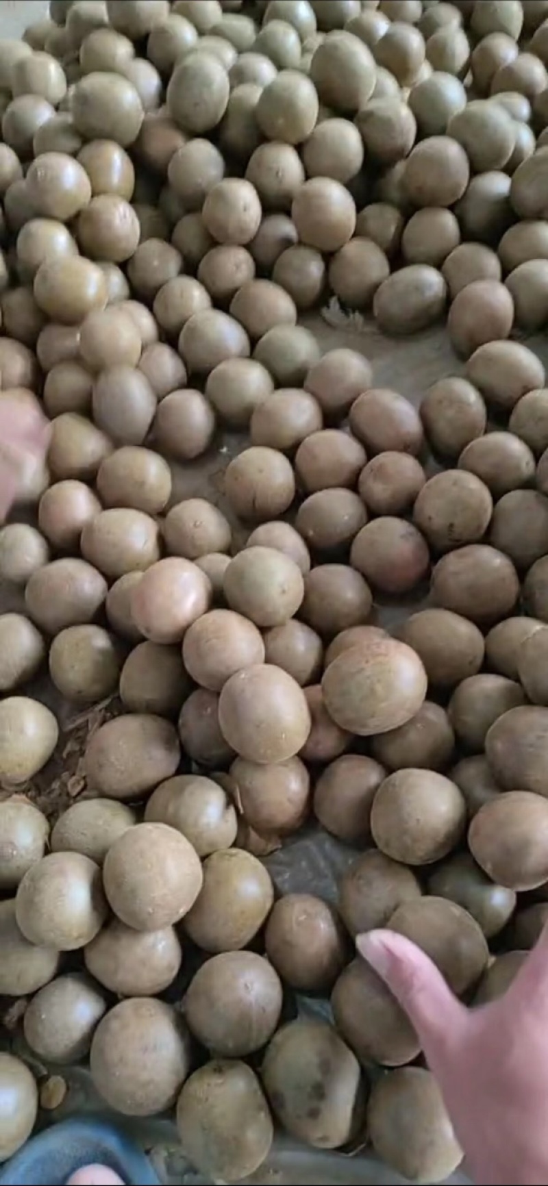 罗汉果干果批发