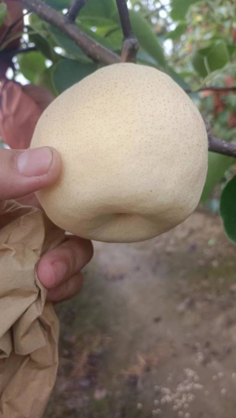 酥梨纸袋250~300g