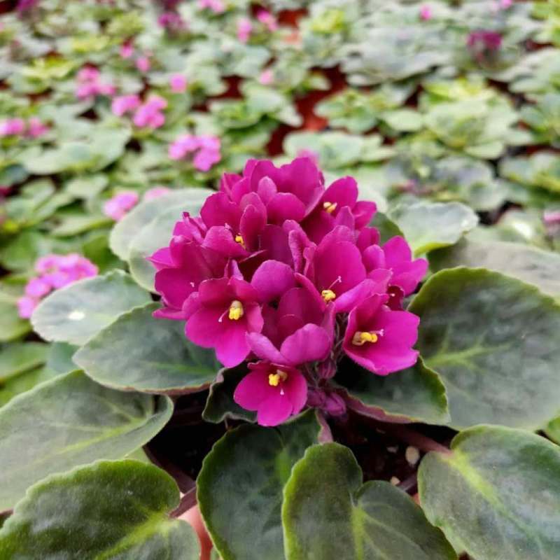 紫罗兰盆栽花卉植物室内花客厅阳台好养耐阴四季开花