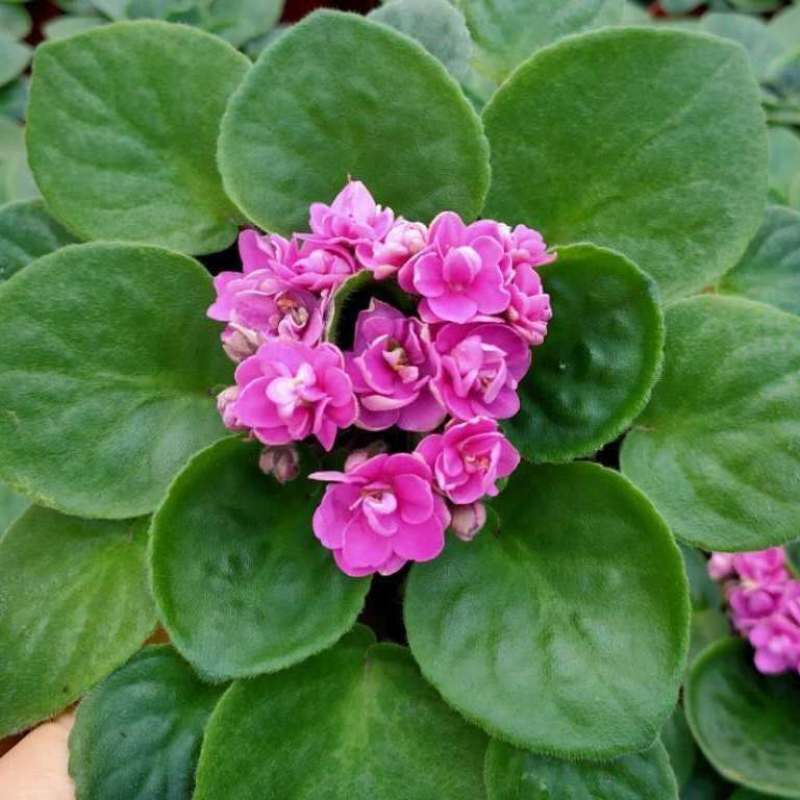 紫罗兰盆栽花卉植物室内花客厅阳台好养耐阴四季开花