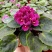 紫罗兰盆栽花卉植物室内花客厅阳台好养耐阴四季开花