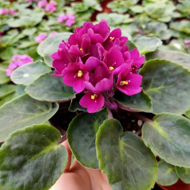 紫罗兰盆栽花卉植物室内花客厅阳台好养耐阴四季开花