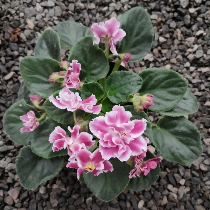 紫罗兰盆栽花卉植物室内花客厅阳台好养耐阴四季开花