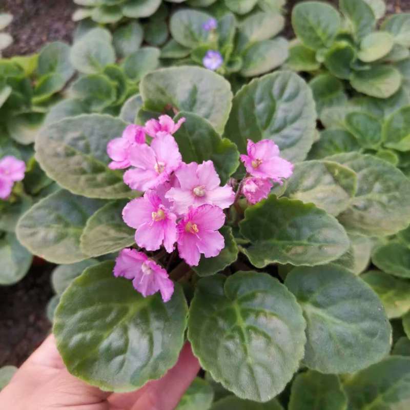 紫罗兰盆栽花卉植物室内花客厅阳台好养耐阴四季开花