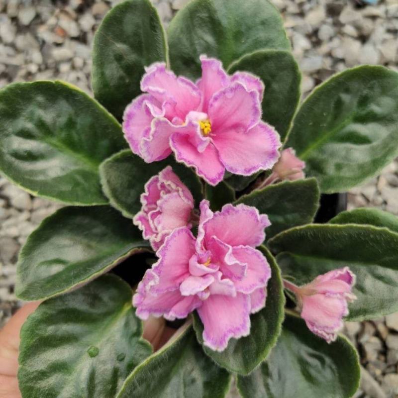 紫罗兰盆栽花卉植物室内花客厅阳台好养耐阴四季开花