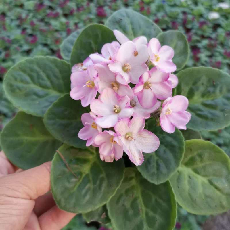 紫罗兰盆栽花卉植物室内花客厅阳台好养耐阴四季开花