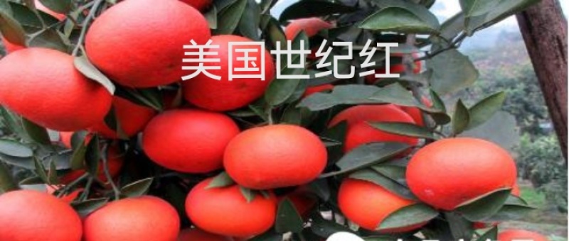 时尚果树苗黄桃纽荷尔脐橙沃柑美国世纪红鑫甜南丰粗壮结果快