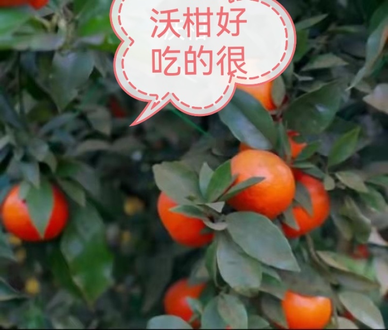 时尚果树苗黄桃纽荷尔脐橙沃柑美国世纪红鑫甜南丰粗壮结果快