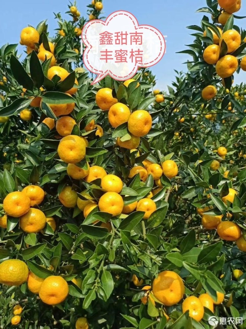 时尚果树苗黄桃纽荷尔脐橙沃柑美国世纪红鑫甜南丰粗壮结果快