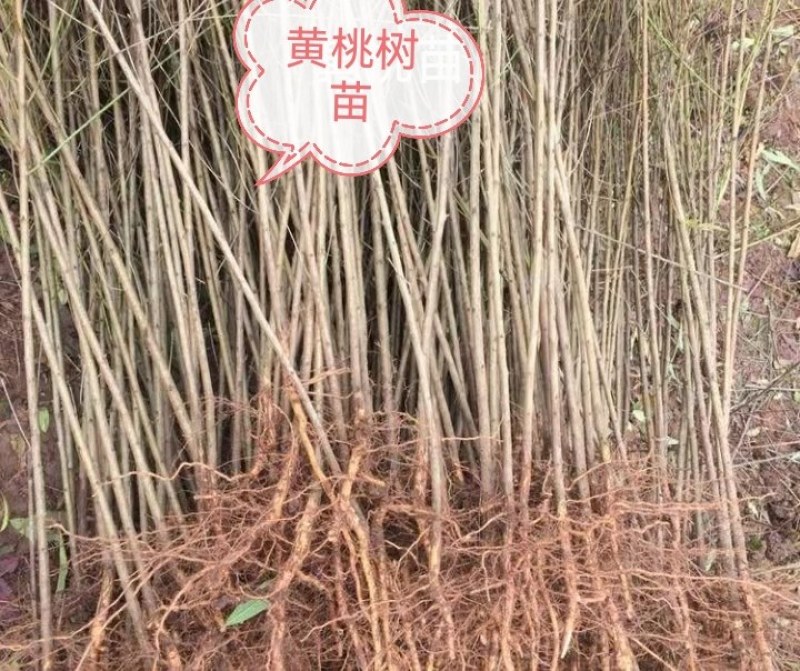 时尚果树苗黄桃纽荷尔脐橙沃柑美国世纪红鑫甜南丰粗壮结果快