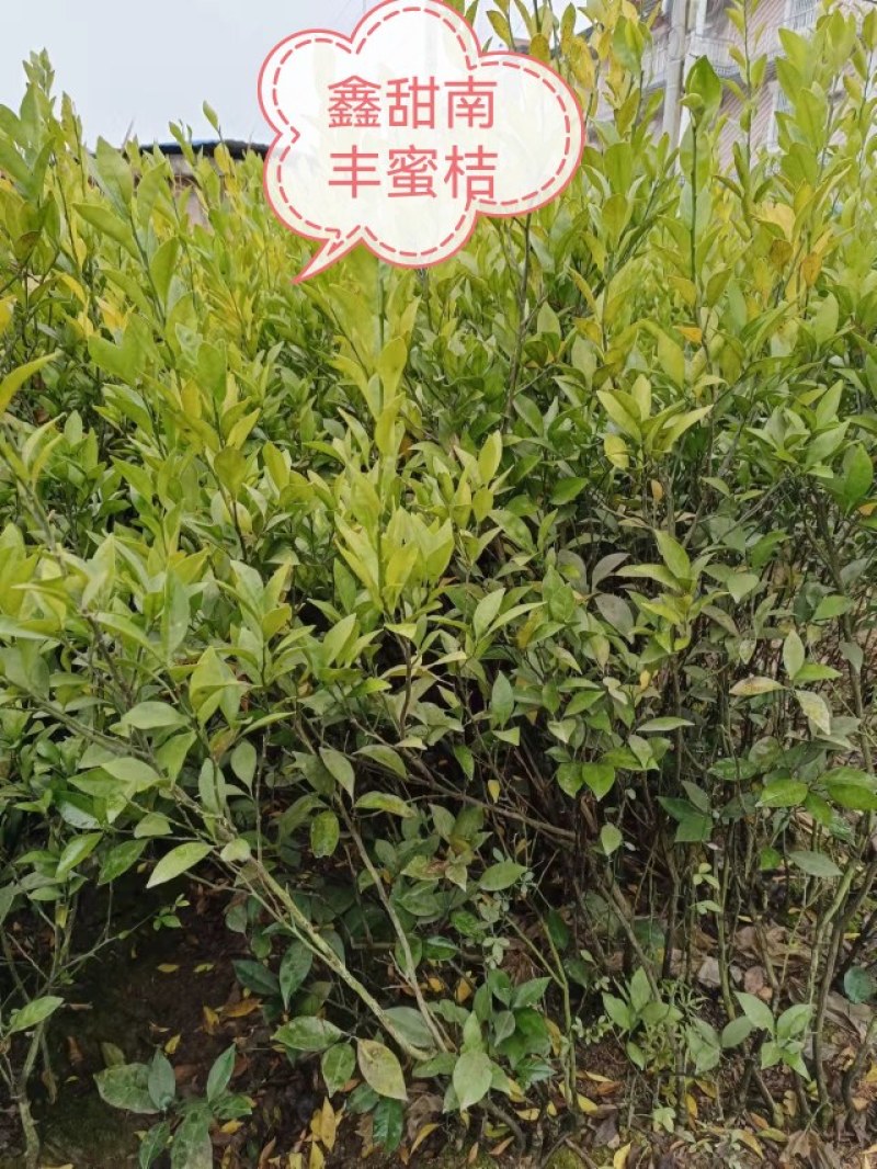时尚果树苗黄桃纽荷尔脐橙沃柑美国世纪红鑫甜南丰粗壮结果快