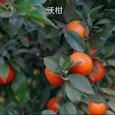 时尚果树苗黄桃纽荷尔脐橙沃柑美国世纪红鑫甜南丰粗壮结果快