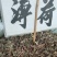 薄荷