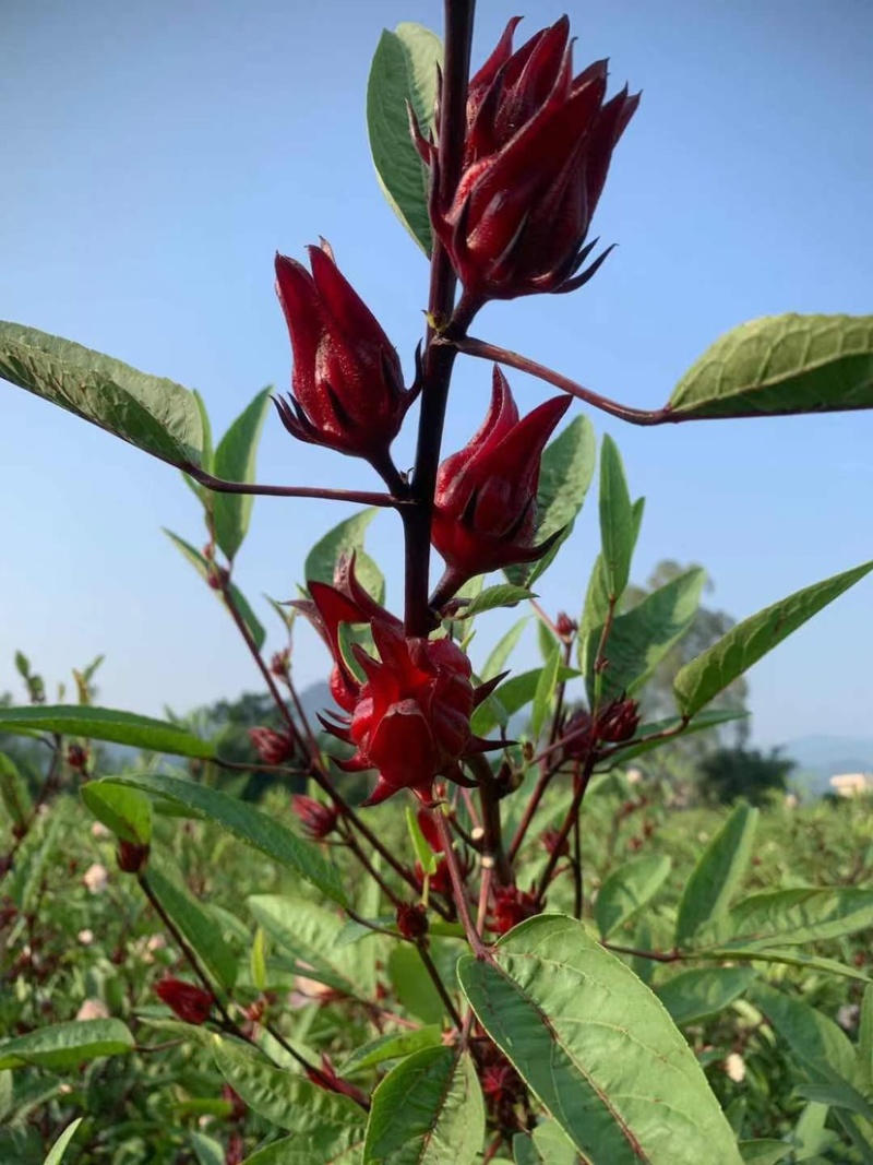 广东罗定红桃k洛神花，补血果。量大来聊，干货后续上
