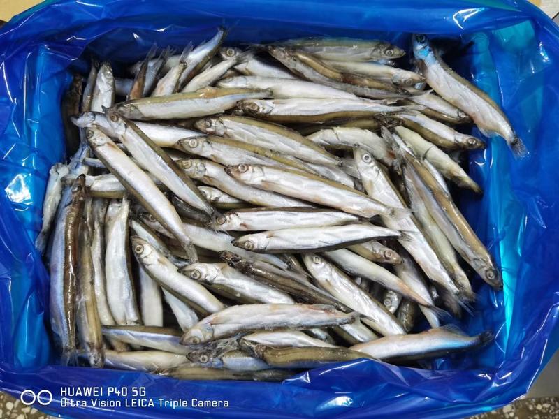 多春鱼10斤全母多春鱼满籽工厂直供，量大询价