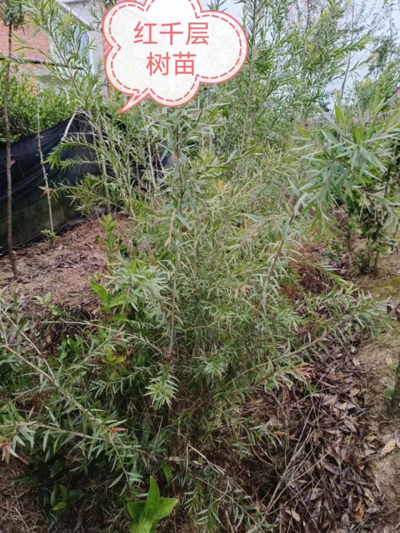 名贵树苗绿化苗金丝楠木荷木枫香赤皮青冈油松杉现取现买