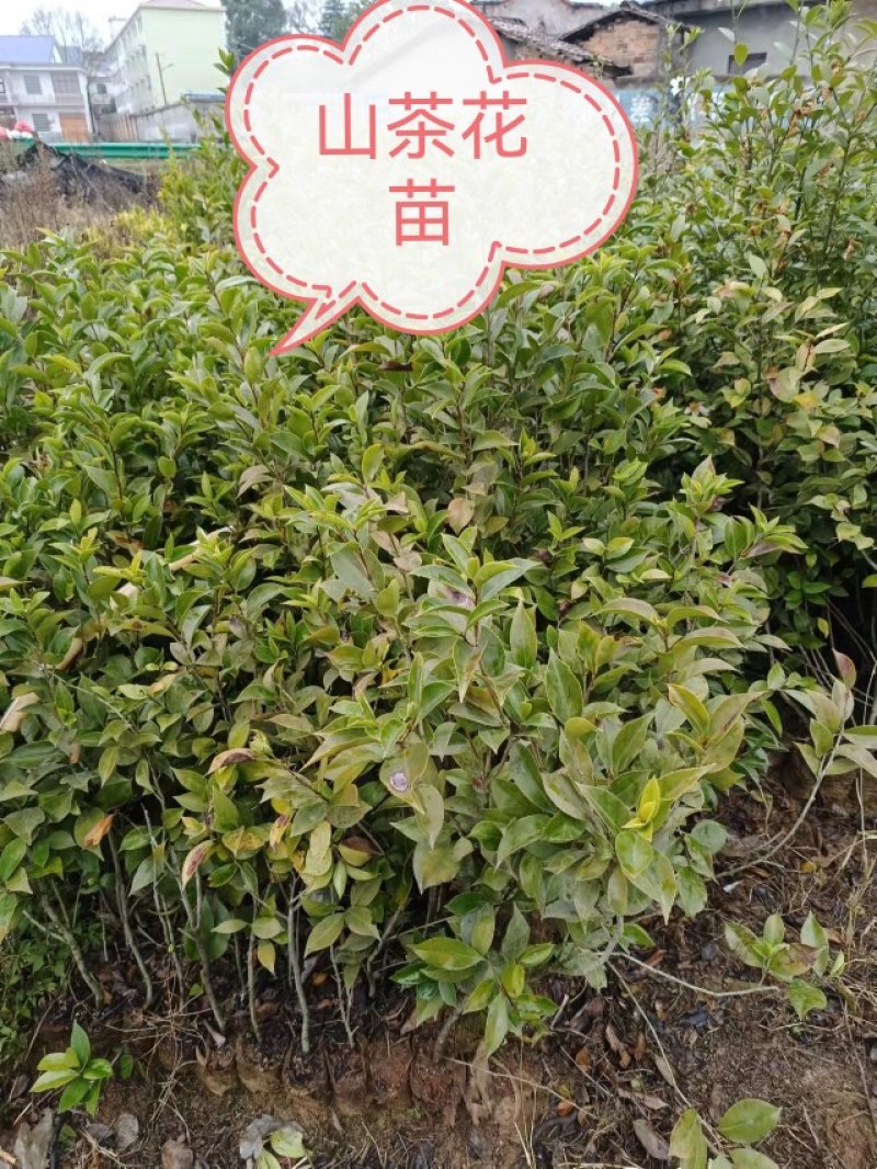 名贵树苗绿化苗金丝楠木荷木枫香赤皮青冈油松杉现取现买