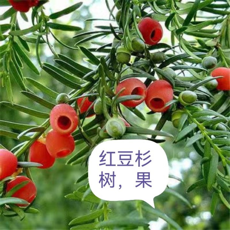 名贵树苗绿化苗金丝楠木荷木枫香赤皮青冈油松杉现取现买