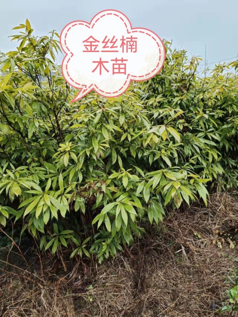 名贵树苗绿化苗金丝楠木荷木枫香赤皮青冈油松杉现取现买