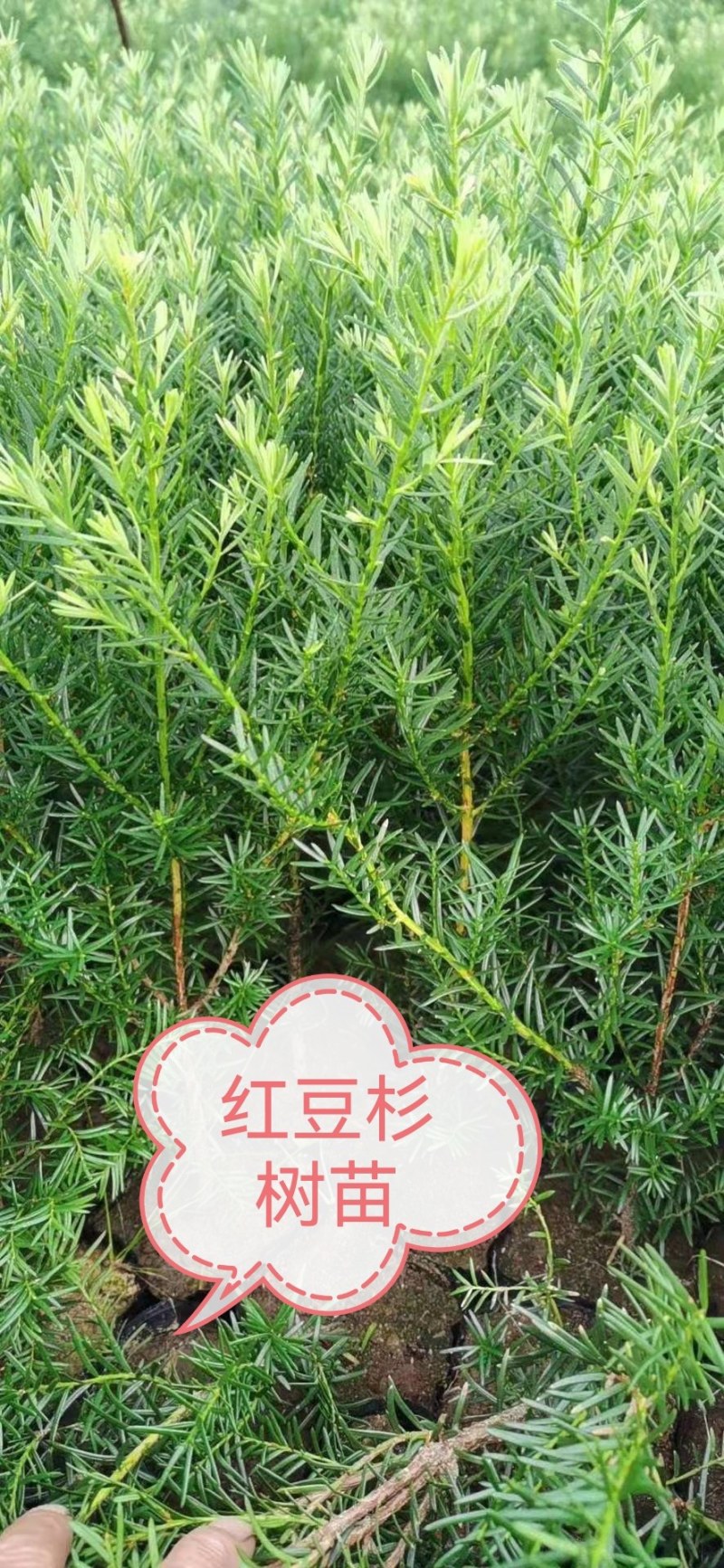 名贵树苗绿化苗金丝楠木荷木枫香赤皮青冈油松杉现取现买