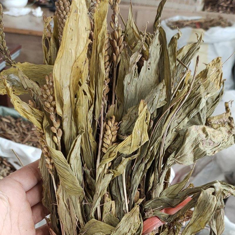 新货到见血清