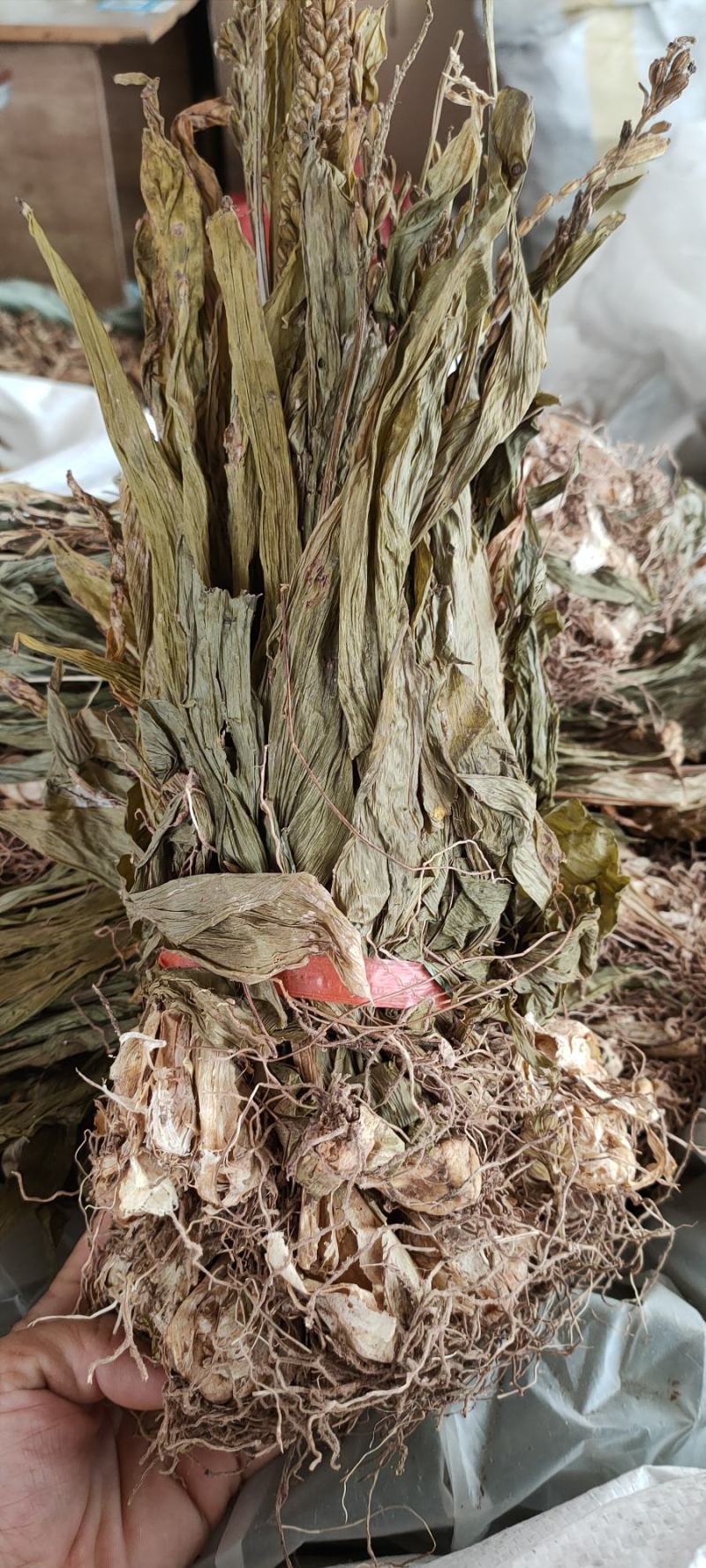 新货到见血清