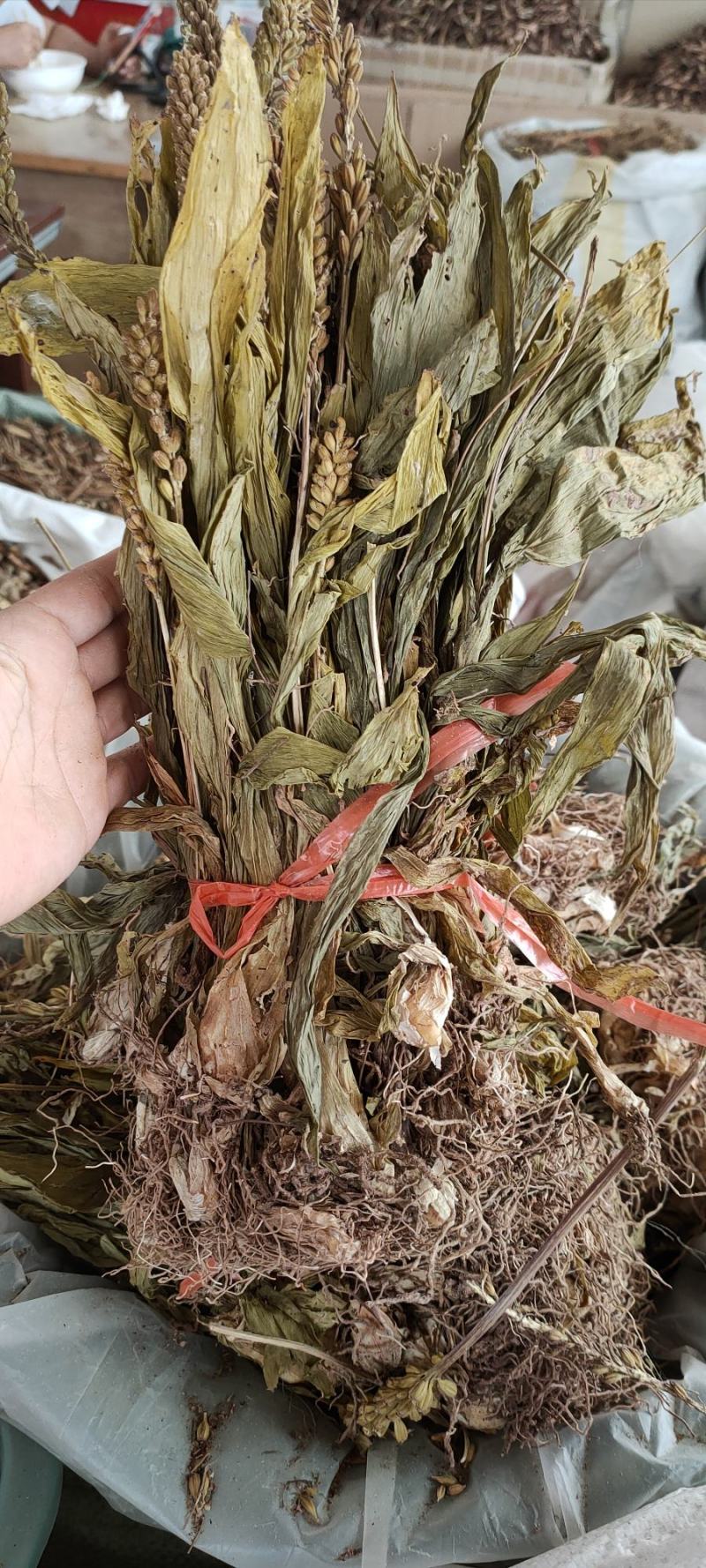 新货到见血清
