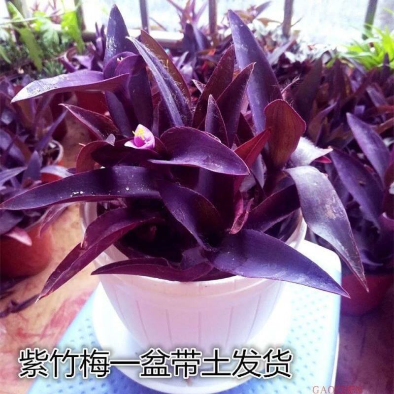 紫罗兰盆栽花苗室内庭院花卉植物盆栽紫色吊兰紫竹梅好养花卉