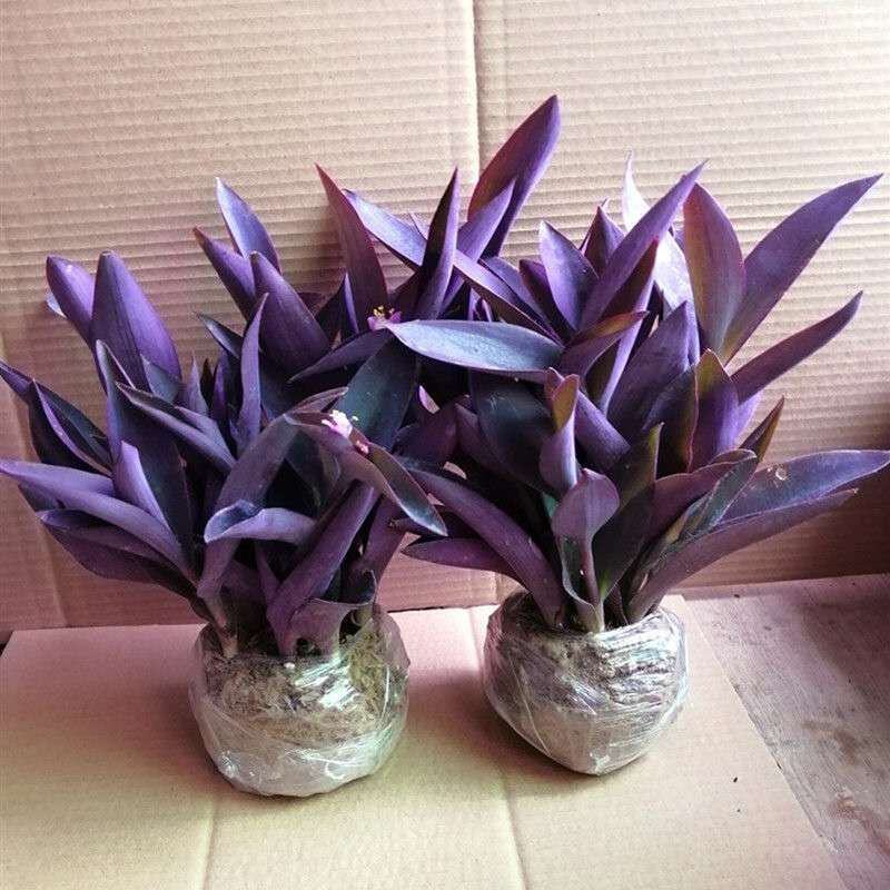 紫罗兰盆栽花苗室内庭院花卉植物盆栽紫色吊兰紫竹梅好养花卉