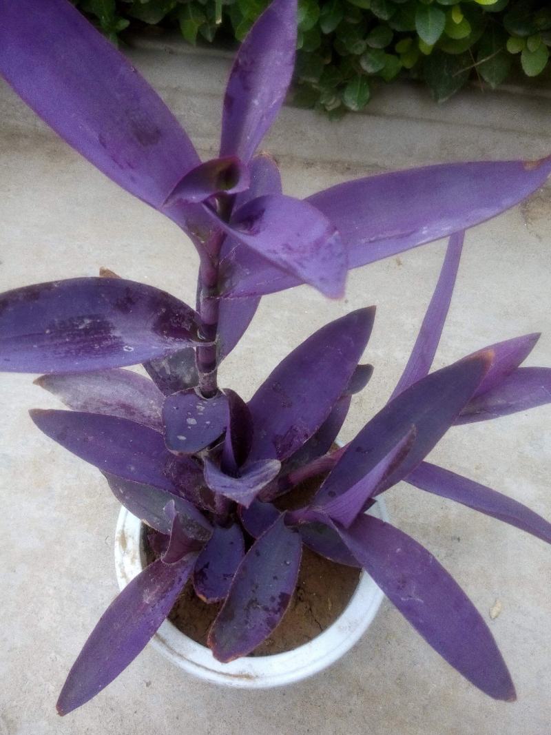 紫罗兰盆栽花苗室内庭院花卉植物盆栽紫色吊兰紫竹梅好养花卉