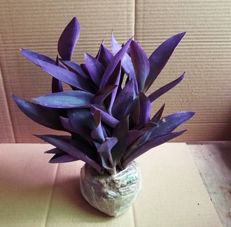 紫罗兰盆栽花苗室内庭院花卉植物盆栽紫色吊兰紫竹梅好养花卉