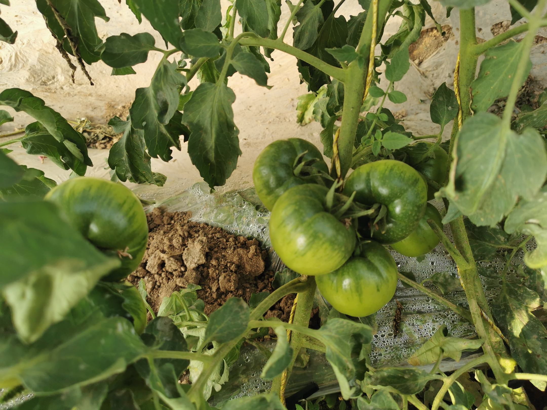 北方柿子成熟期分布图