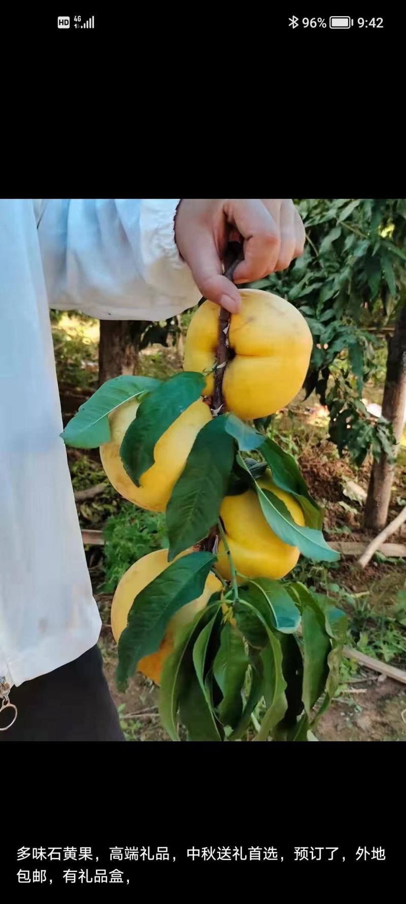 石黄果