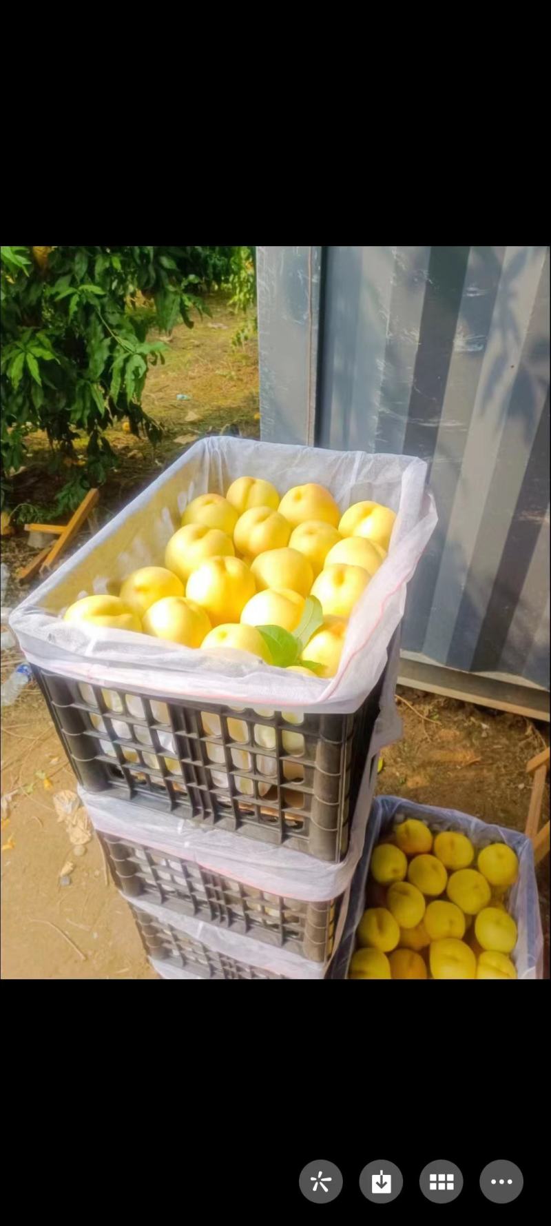 石黄果
