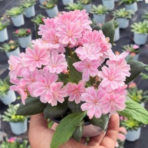 露薇花盆栽带花发货琉苇草花苗冬季春季花卉阳台客厅开花观花