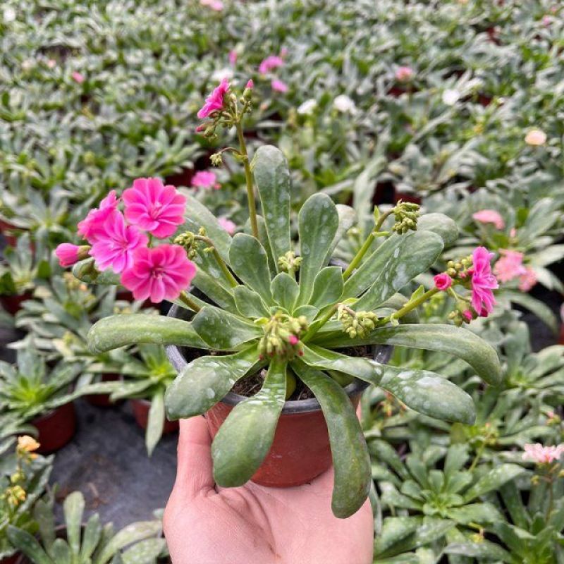 露薇花盆栽带花发货琉苇草花苗冬季春季花卉阳台客厅开花观花