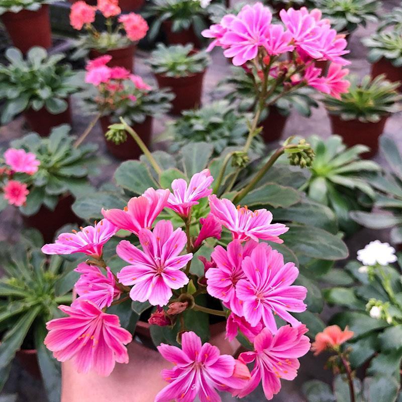 露薇花盆栽带花发货琉苇草花苗冬季春季花卉阳台客厅开花观花