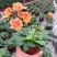 露薇花盆栽带花发货琉苇草花苗冬季春季花卉阳台客厅开花观花
