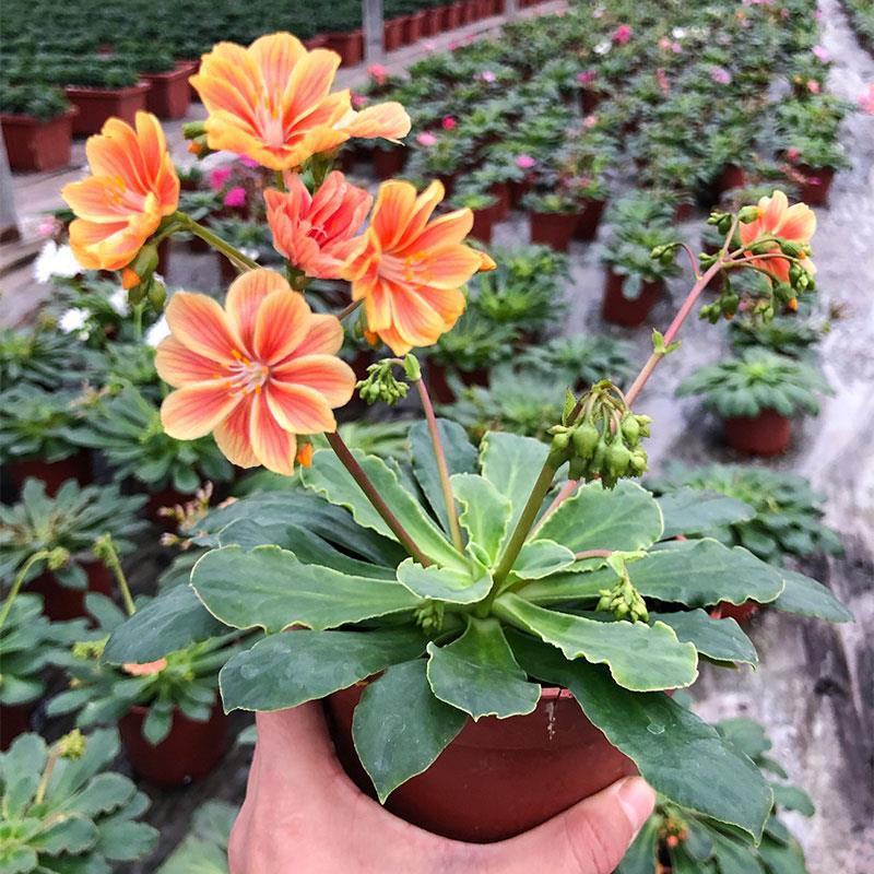 露薇花盆栽带花发货琉苇草花苗冬季春季花卉阳台客厅开花观花