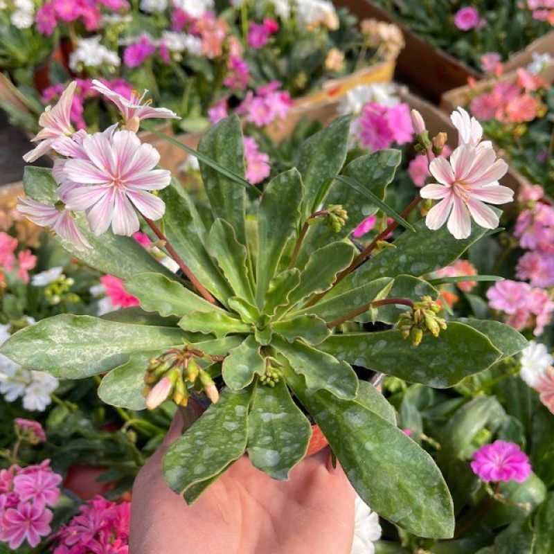 露薇花盆栽带花发货琉苇草花苗冬季春季花卉阳台客厅开花观花