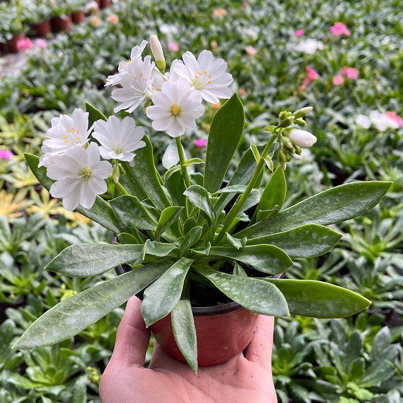 露薇花盆栽带花发货琉苇草花苗冬季春季花卉阳台客厅开花观花