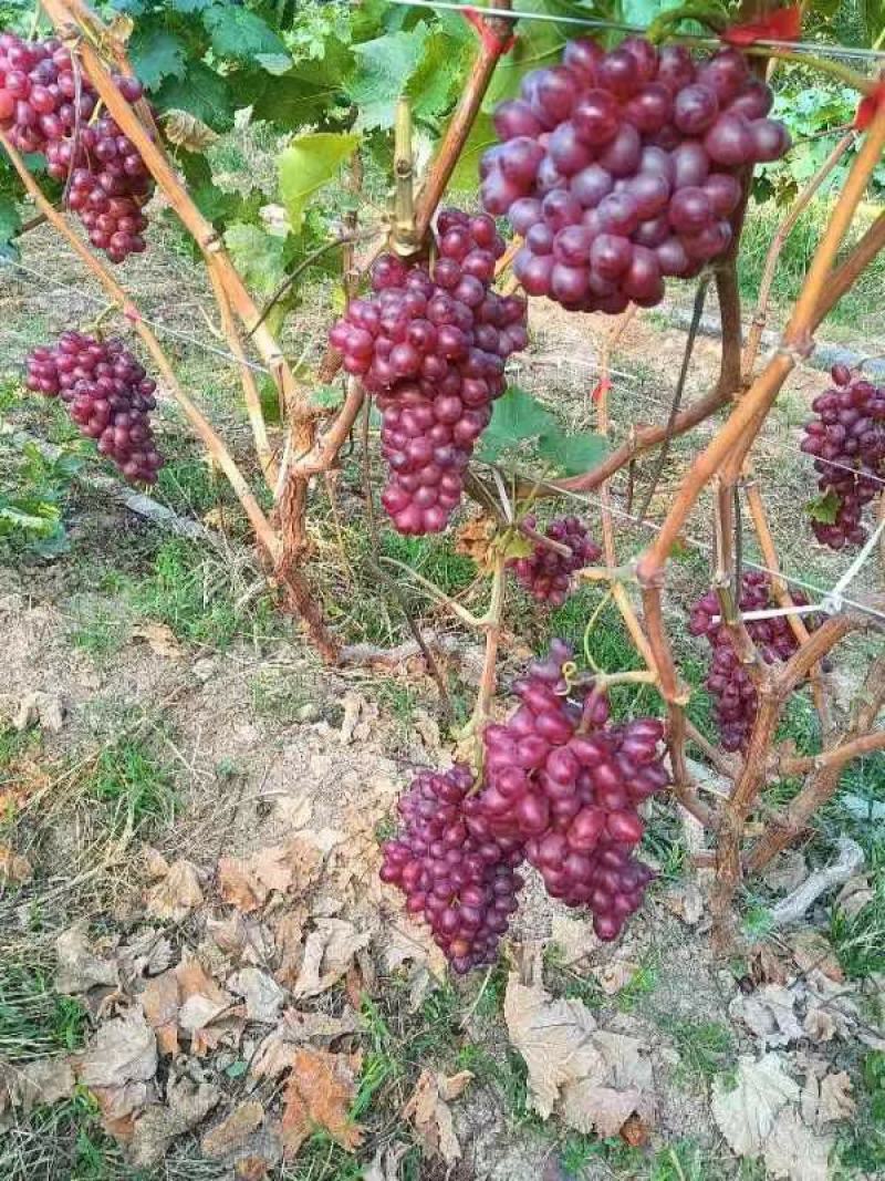 大量供应山西运城万荣，临猗坡上各种优质葡萄