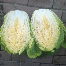 双城区白菜