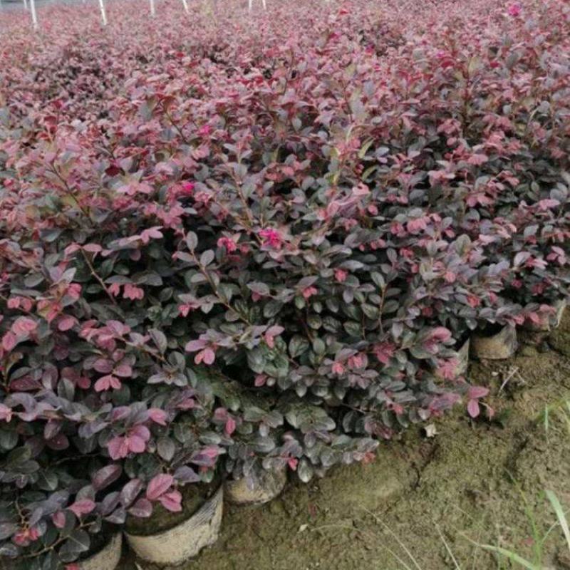 红花继木大量上市了价格优惠一手货源质量保证