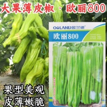 欧兰德欧丽800薄皮泡椒种子大果皱皮黄绿皮薄皮泡椒种子