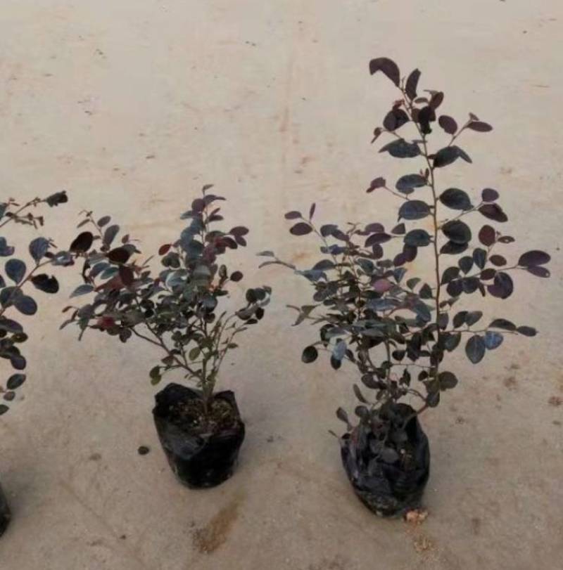 红花继木大量上市了价格优惠一手货源质量保证