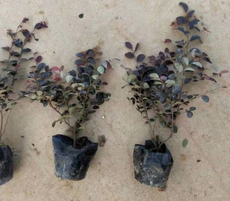 红花继木大量上市了价格优惠一手货源质量保证