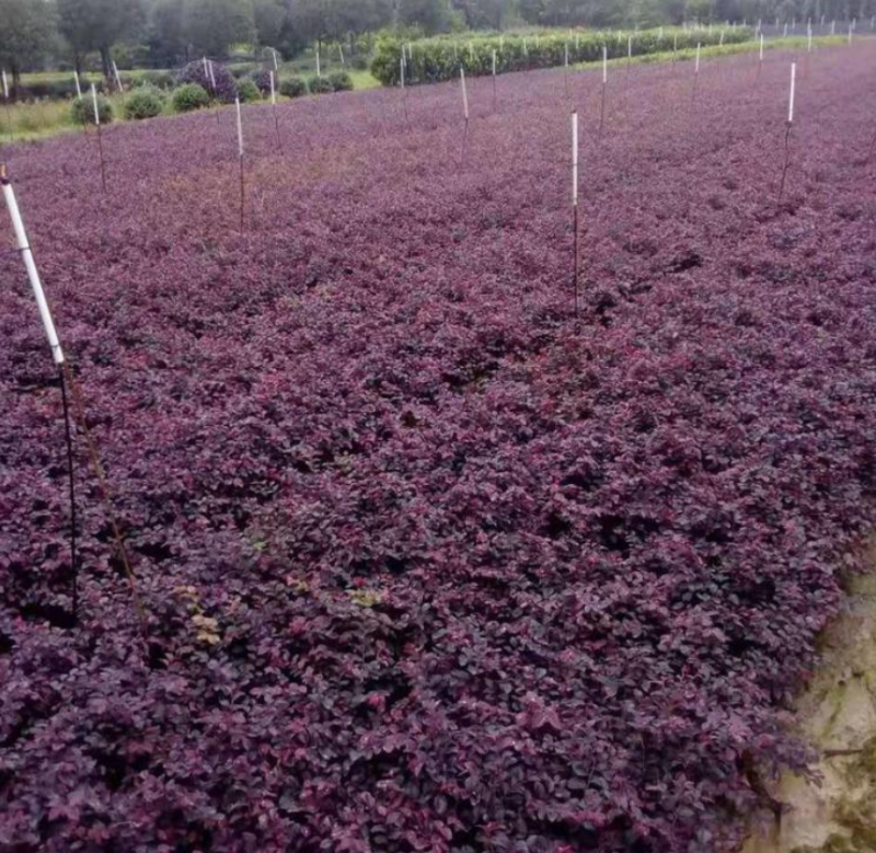 红花继木大量上市了价格优惠一手货源质量保证