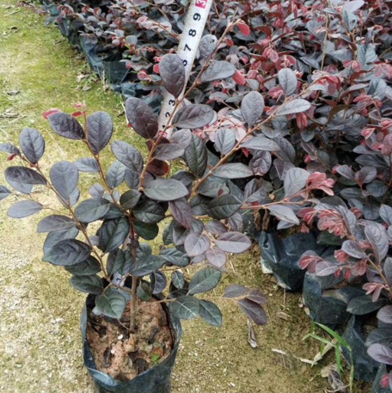 红花继木大量上市了价格优惠一手货源质量保证